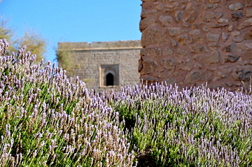 Propagating lavender and enjoying one of the best dry landscaping plants at your disposal